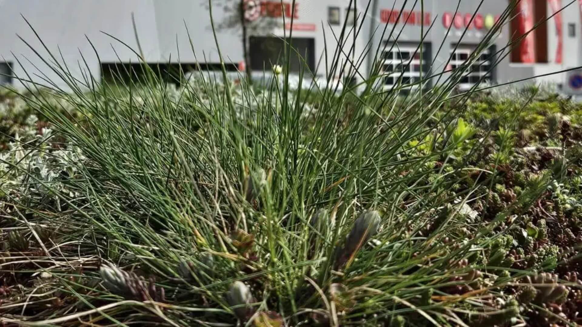 Sedumdak met vetplanten op fietsoverkapping of rookabri als duurzame groene dakoplossing voor bedrijven
