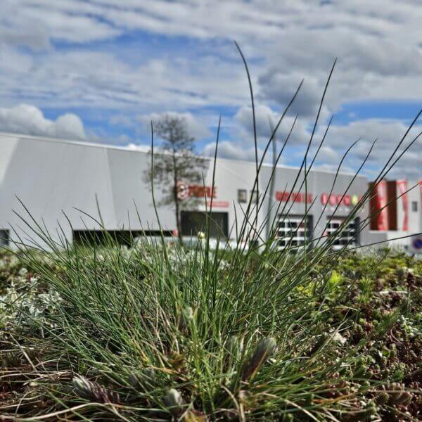 sedumdak-rijwieloverkapping-reitdiep Sedumdak voor rijwieloverkapping geplaats voor Profile tyrecenter