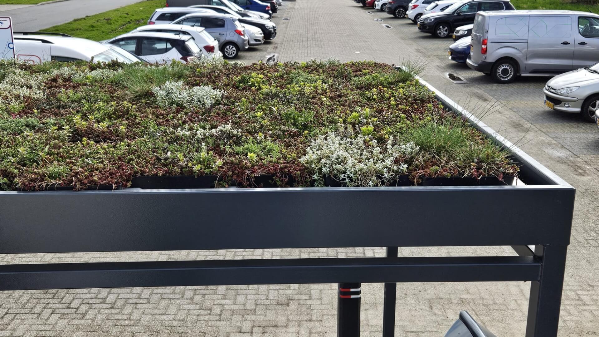 Sedumdak op een fietsoverkapping bij een bedrijfslocatie, groen dak met beplanting dat bijdraagt aan duurzaamheid en wateropvang.