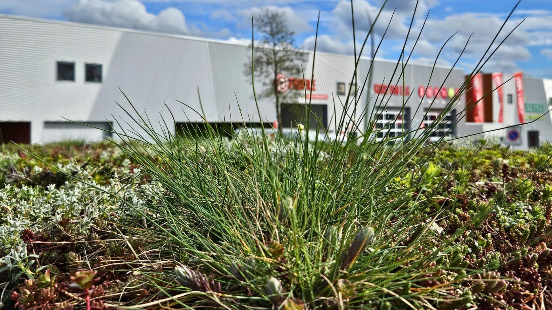 Sedumdak op duurzame fietsenstalling met groen dak voor bedrijven en gemeenten